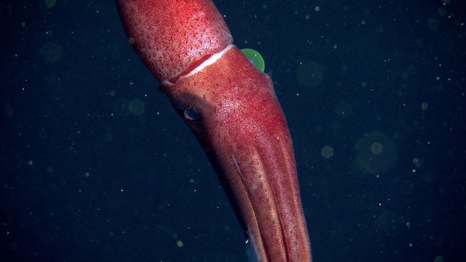 side view of a cockeyed squid where you can see both eyes