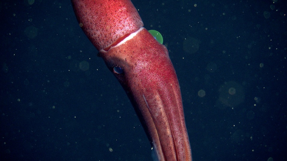 Meet the Cockeyed Squid: the Deep-Sea Animal with a Giant Eye! - OctoNation  - The Largest Octopus Fan Club!