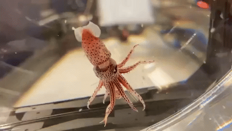 a juvenile cockeyed squid in a lab 