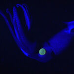 view of a cockeyed squid in blue light with a glowing giant eye