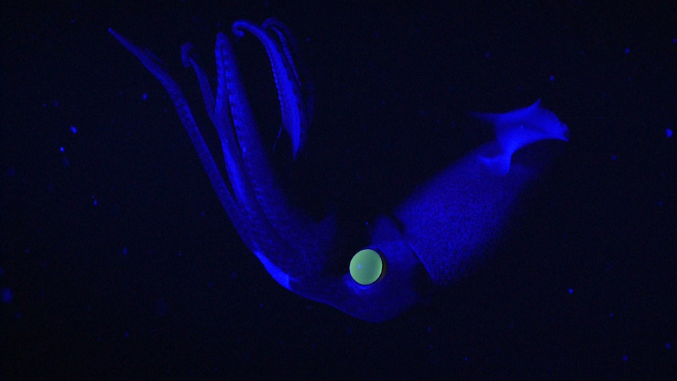 view of a cockeyed squid in blue light with a glowing giant eye