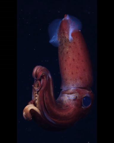 a cockeyed squid rotating in the water 