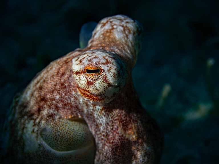 Octopus Can Edit Their RNA – Here’s How