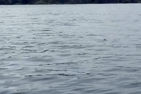 octopus riding shark example of mako shark jumping out of water