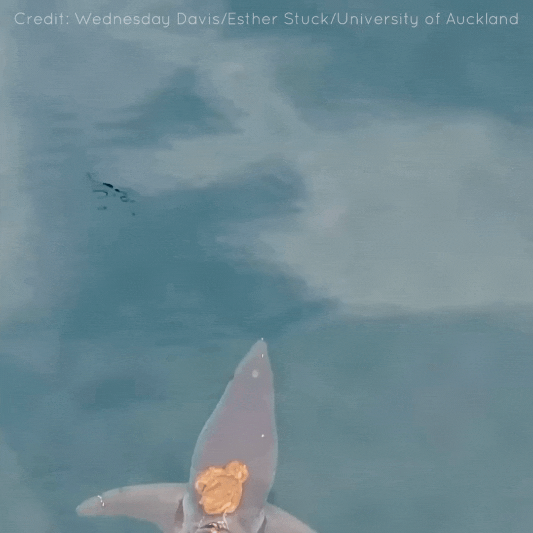 Octopus riding a shark