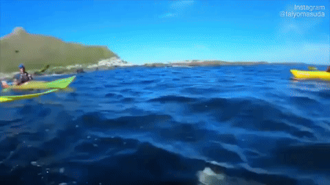 kayaker slapped in the face by a fur seal flinging an octopus snack