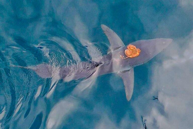 Octopus Expert Reacts to Viral Octopus Riding a Shark (and More)