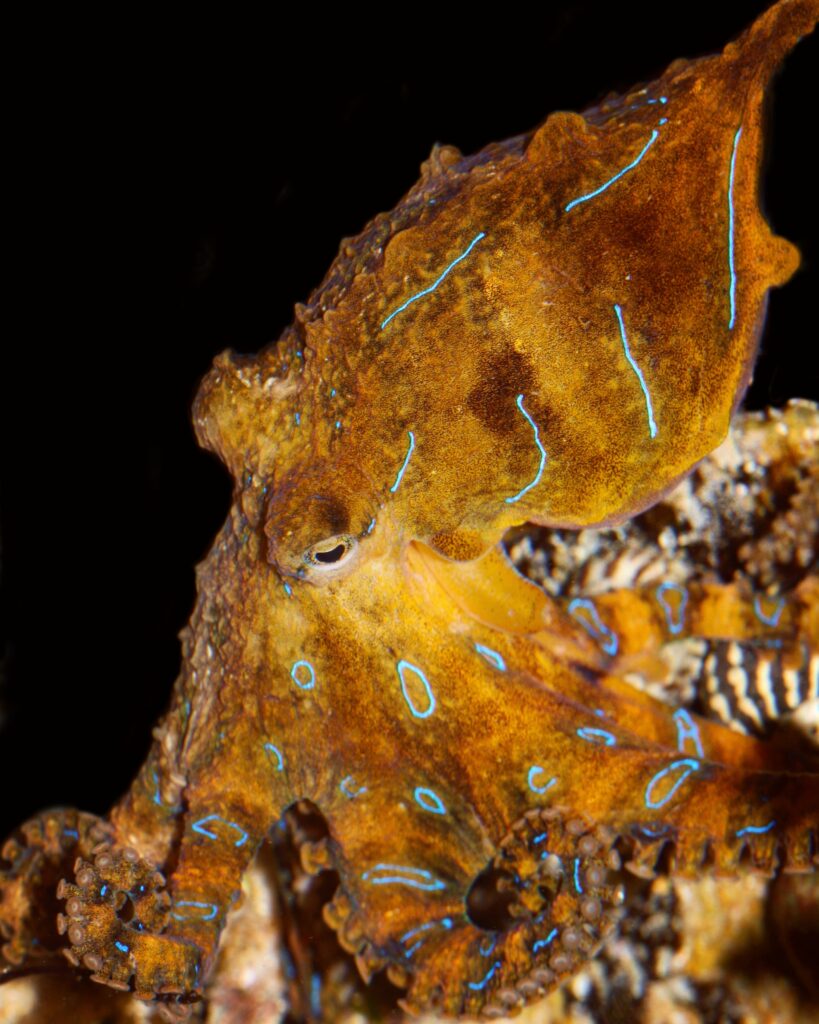Close-up portrait of a blue-lined octopus (Hapalochlaena fasciata) displaying its vivid blue lines and ring patterns on golden-yellow skin, showing detailed texture, arm suckers, and camouflage adaptation against a dark background; known for its potent tetrodotoxin venom and striking warning coloration.