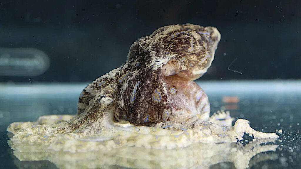 Male blue-lined octopus (Hapalochlaena fasciata) positioned on the back of a larger female’s mantle, safely out of reach of her beak, during a high-stakes mating encounter; detailed close-up showing their textured skin, blue markings, and reproductive behavior in a research setting.