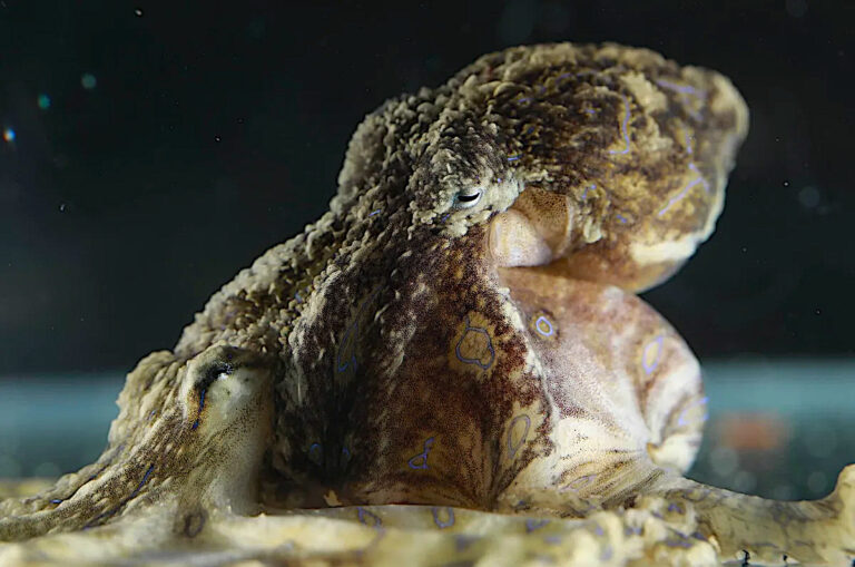 Blue-Lined Octopus Mating: Venomous Sex, Paralysis, and Avoiding Cannibalism