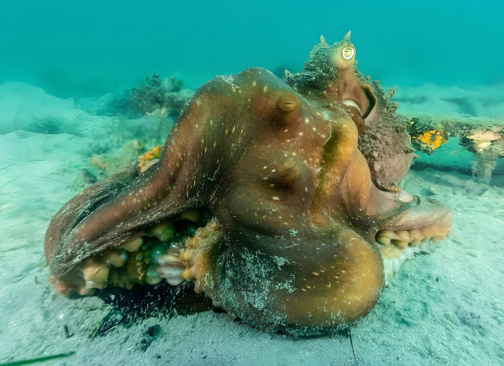Male Māori octopus (Macroctopus maorum) enveloping a female under its translucent webbing during mating, with the female’s eye faintly visible through the webbing; photographed underwater, showcasing the little-understood mating behavior of this large, powerful octopus species native to southern Australia and New Zealand.