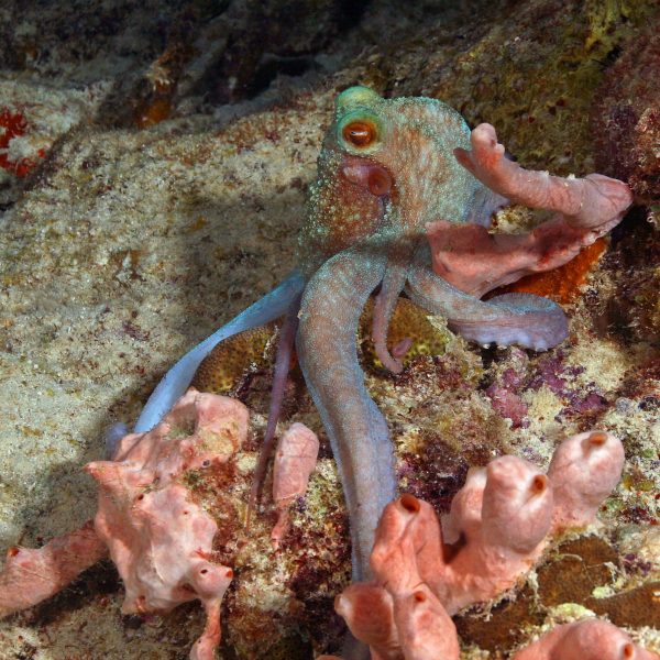 Caribbean Reef Octopus escaping!