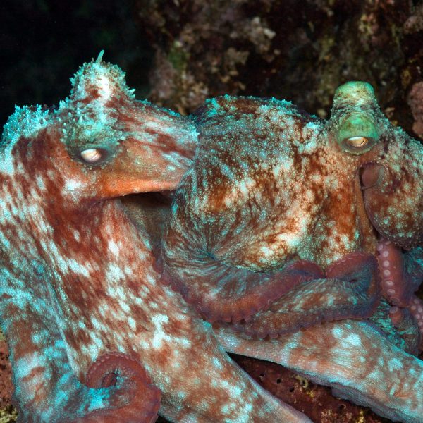 two caribbean reef octopuses mating