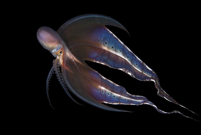 blanket octopus