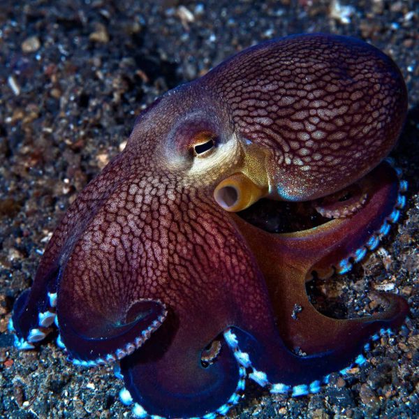 coconut octopus