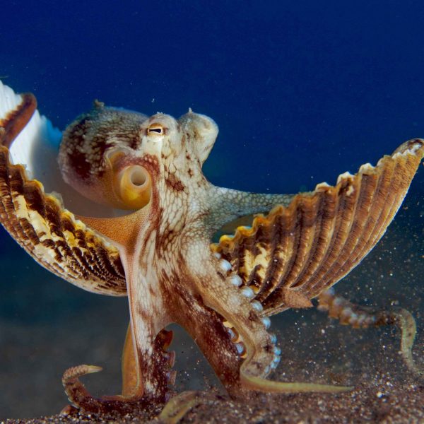 Coconut Octopus - OctoNation