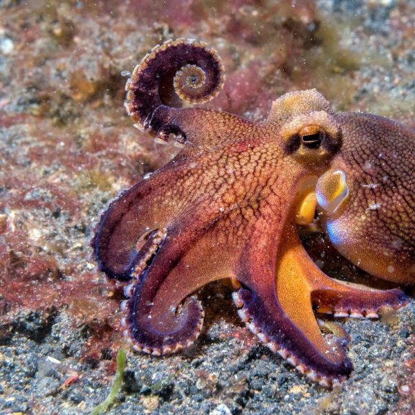 coconut octopus