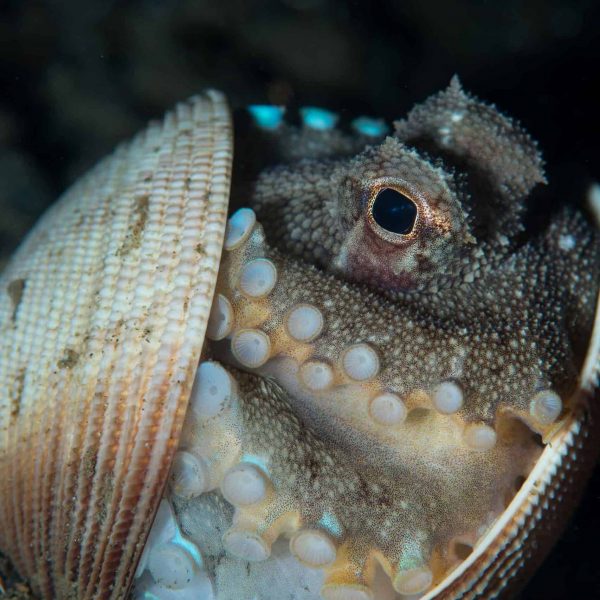 coconut octopus in shell