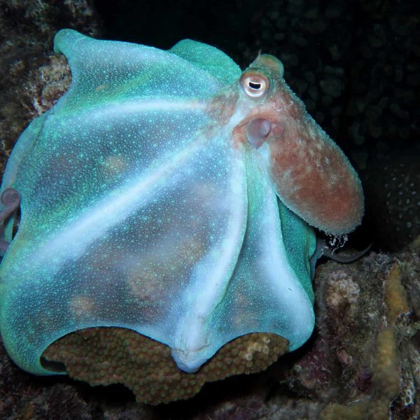 Caribbean reef octopus looking for food